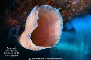 "Spinning Sponges"

The sponge in the foreground is ill... by Susannah H. Snowden-Smith 